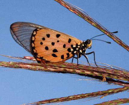 Réf. 234 956 : Acraea neobule